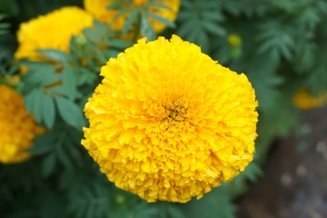 Tagetes erecta flowers