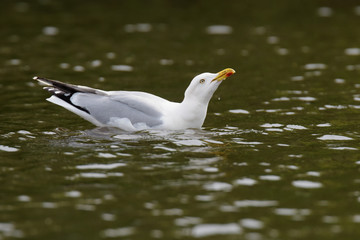 Herring Gull