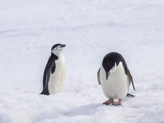 Fototapeta na wymiar antarctic chinstrap penguin winter day