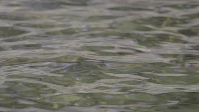 green water rippling on the surface of a lake closeup