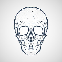 drawing of human skull