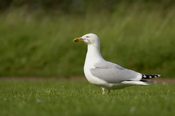 Obraz premium Herring Gull