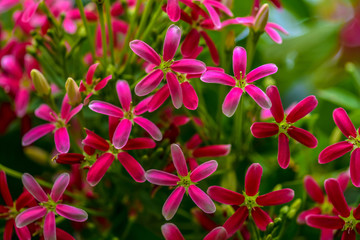 Rangoon creeper Blooming in the nature
