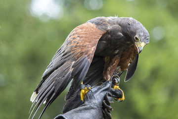 Harris's hawk perched on the hand of a falconer