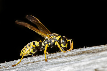 Wasp resting on a branch