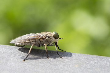 Macro of a blood sucking fly