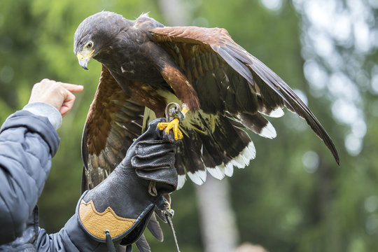 Falconer with a Harris's hawk on the arm