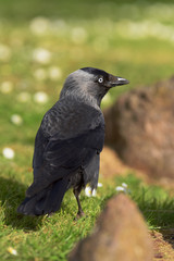 Western Jackdaw, Corvus monedula