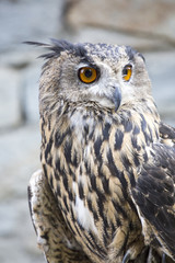 Portrait of an eurasian eagle-owl