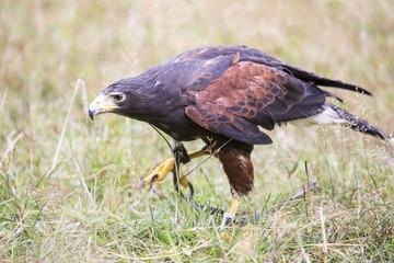 Obraz premium Harris's hawk walking between the grass