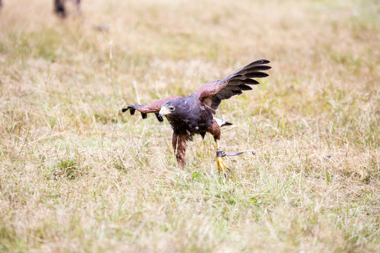Harris's hawk walking at the ground