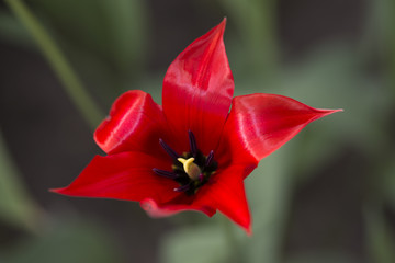 single Red Tulip open