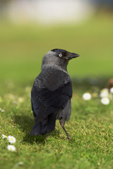 Western Jackdaw, Corvus monedula