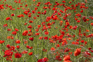 Obraz premium red poppy