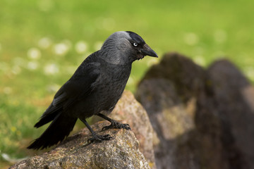 Western Jackdaw, Corvus monedula