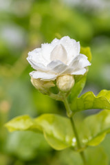 Obraz na płótnie Canvas White flower, Jasmine (Jasminum sambac L.)