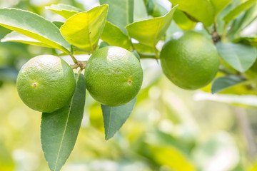 Lemons (limes), green lemons on tree.