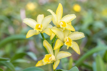 Yellow Cattleya orchid.