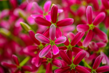 Rangoon creeper Blooming in the nature