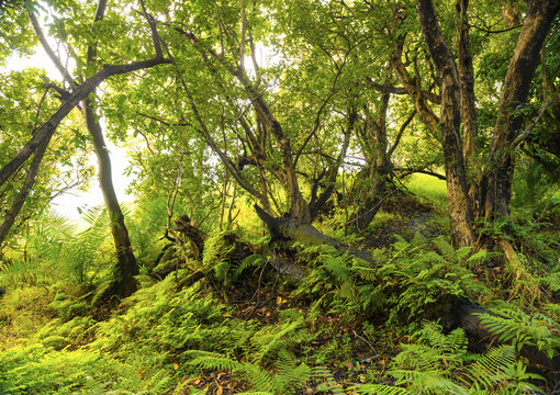 African Jungle Landscape