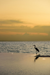 Grey Heron at the beach