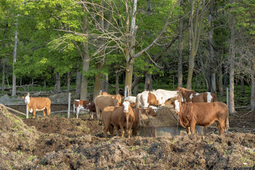 horses and cattle in feed pen
