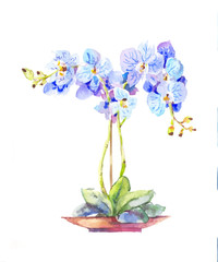 Orchid blue in watercolor. Potted orchid