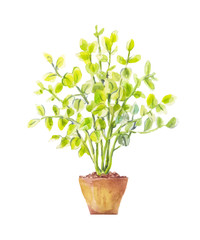 Potted tree watercolor. Tree in a pot illustration