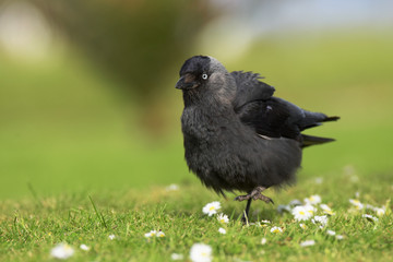Western Jackdaw, Corvus monedula