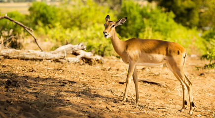 Impala in Africa