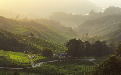 Highlight and shadow at tea field, Cameron Highlands with Haze