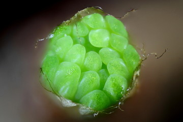 Larch babyneedles, microscope image