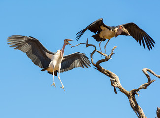 Marabou Stork
