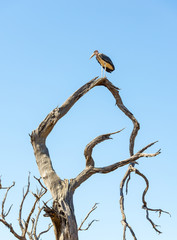 Marabou Stork Birds