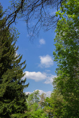 Natural frame in wood