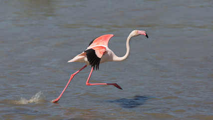 Running greater flamingo (Phoenicopterus roseus), Camargue, France