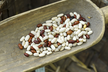 haricot beans in a wooden scoop