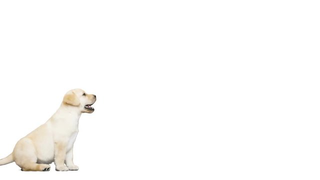 labrador puppy on a white background