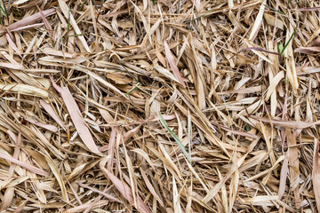 Dried bamboo leaves for background