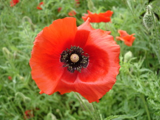 Fototapeta na wymiar Red poppy flower and bud