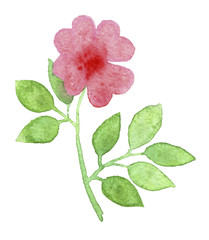 Naklejka na ściany i meble watercolor sketch of flower on a white background