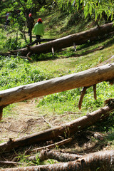 dead bole lying in avalanche forest stopped by a forest