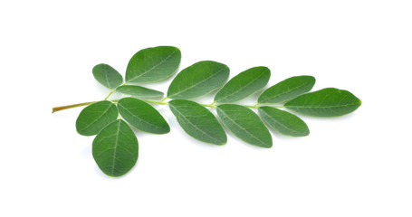 Moringa leaves over white background