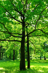 Fototapeta na wymiar Tree with green