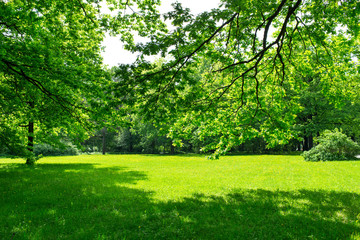 green meadow and leaves