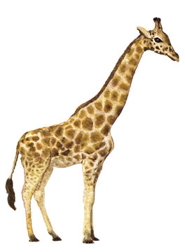 watercolor sketch of giraffe on a white background