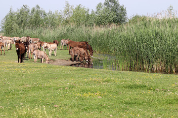 Herd of donkeys drinking water
