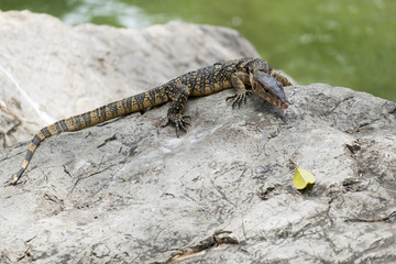 Close up of Lizard or water monitor