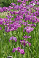 japanese iris