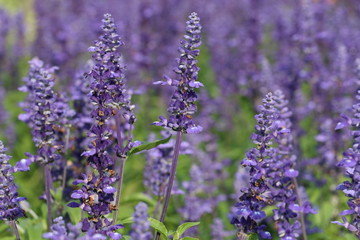 Obraz premium lavender